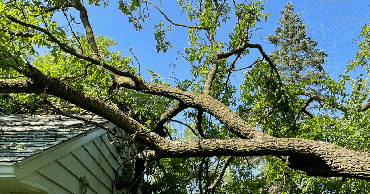 Tree Care & Maintenance by Higland Tree Services