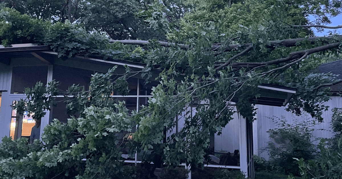 Fallen tree branch on Ann Arbor property after thunderstorm with arborist examining damage