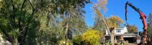 Highland Tree Services Providing Tree Care Services in Ann Arbor, MI and Washtenaw County, MI