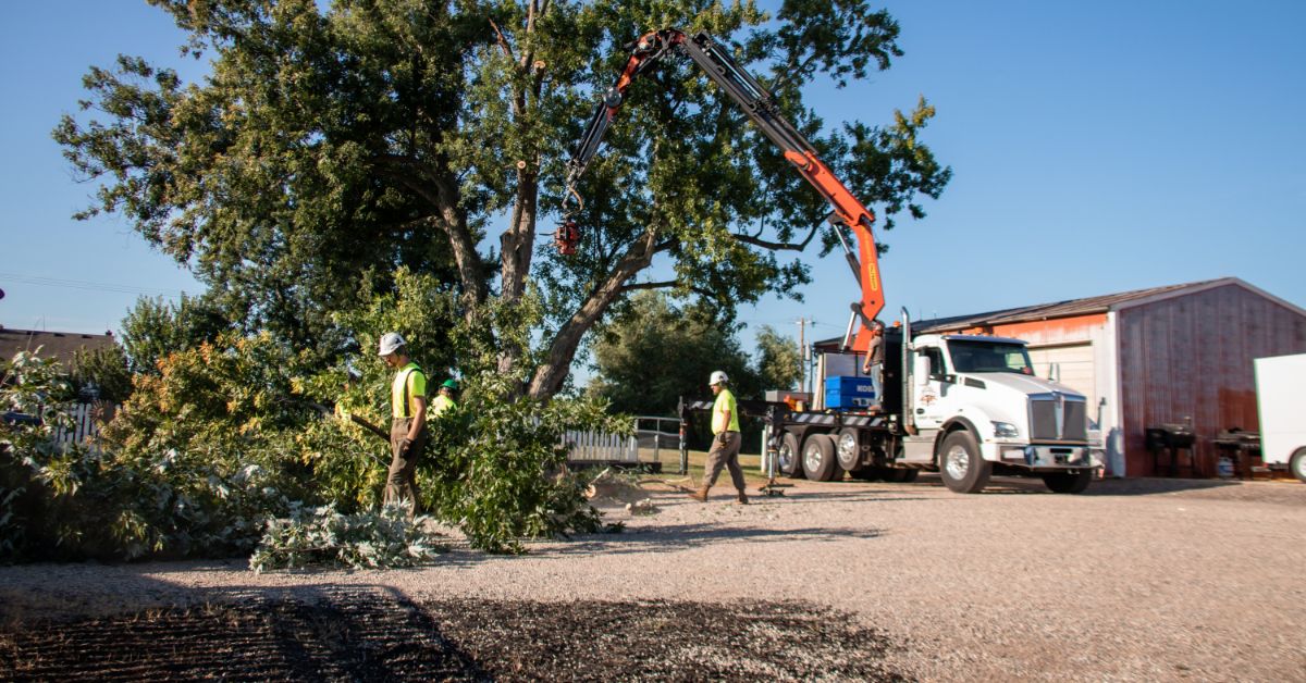 Tree Removal