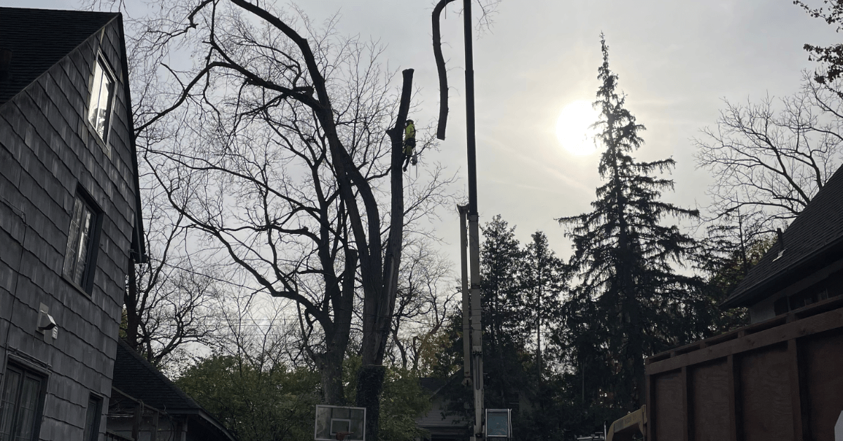 tree service brighton, mi