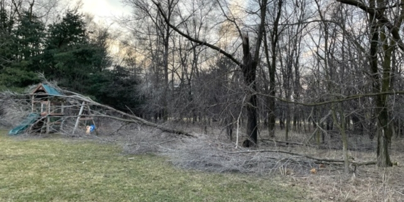 Tree experts from Highland Tree pruning a large tree in winter, near Ann Arbor, Michigan.