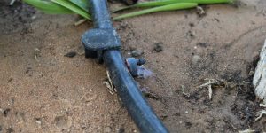 A soaker hose slowly watering trees in an Ann Arbor backyard.