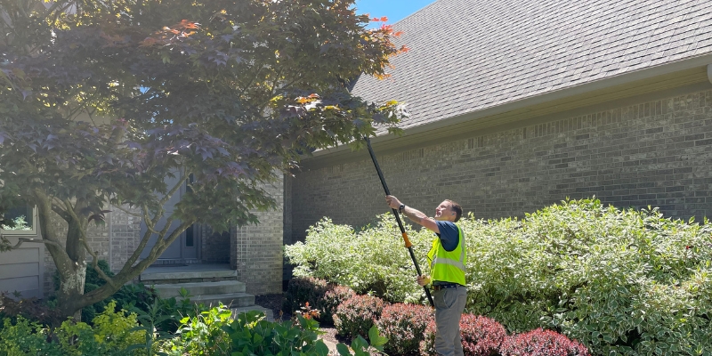 Professional arborists from Highland Tree Services pruning a large tree near downtown Ann Arbor.