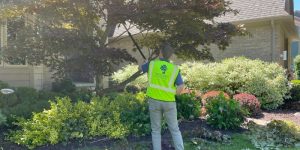 Local arborists from Highland Tree Services pruning a tree near the road in Ann Arbor, MI